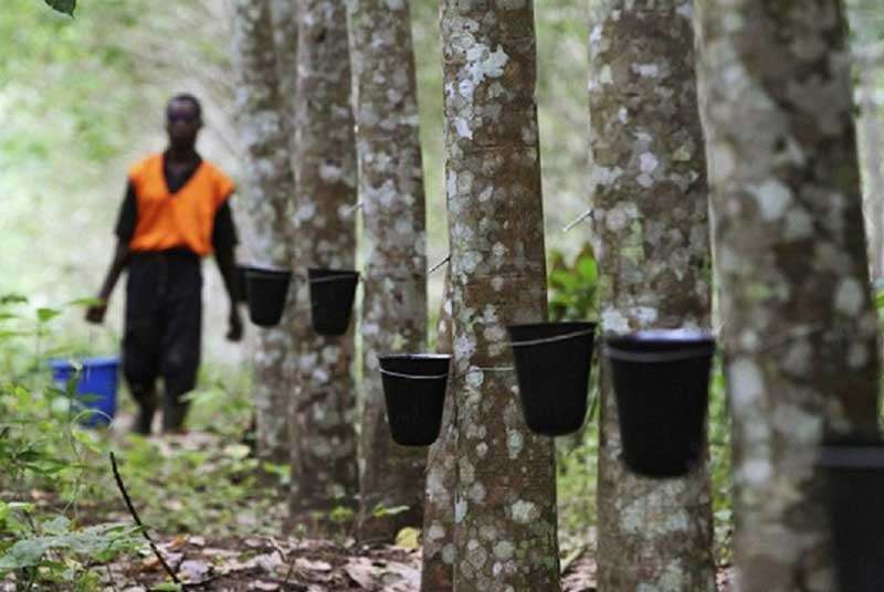 Caoutchouc naturel : La pénurie mondiale profite à la Côte d'Ivoire -  ECO-logie.NET